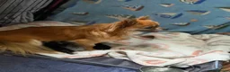 Chihuahua dogs for sale: Chihuahua pups 1 girl 1 boy - Advert 4