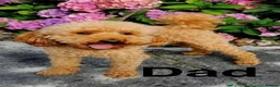 Toy Poodle dogs for sale: Amazing Pure Breed Toy poodle Puppies  - Advert 2
