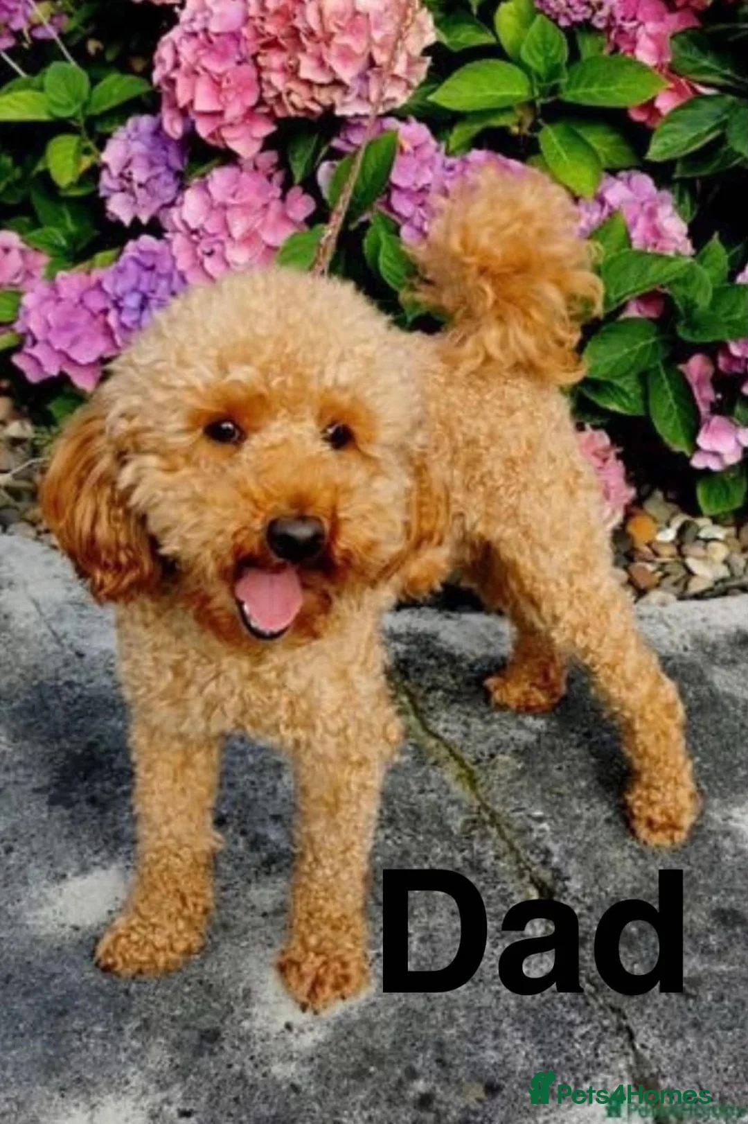 Toy Poodle dogs for sale: Amazing Pure Breed Toy poodle Puppies  - Advert 2