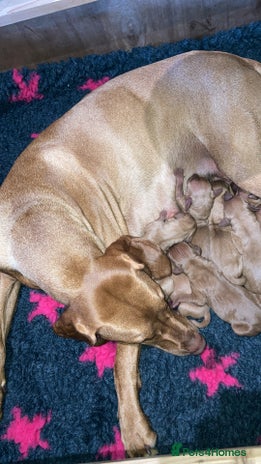 Hungarian Vizsla dogs - Advert 3