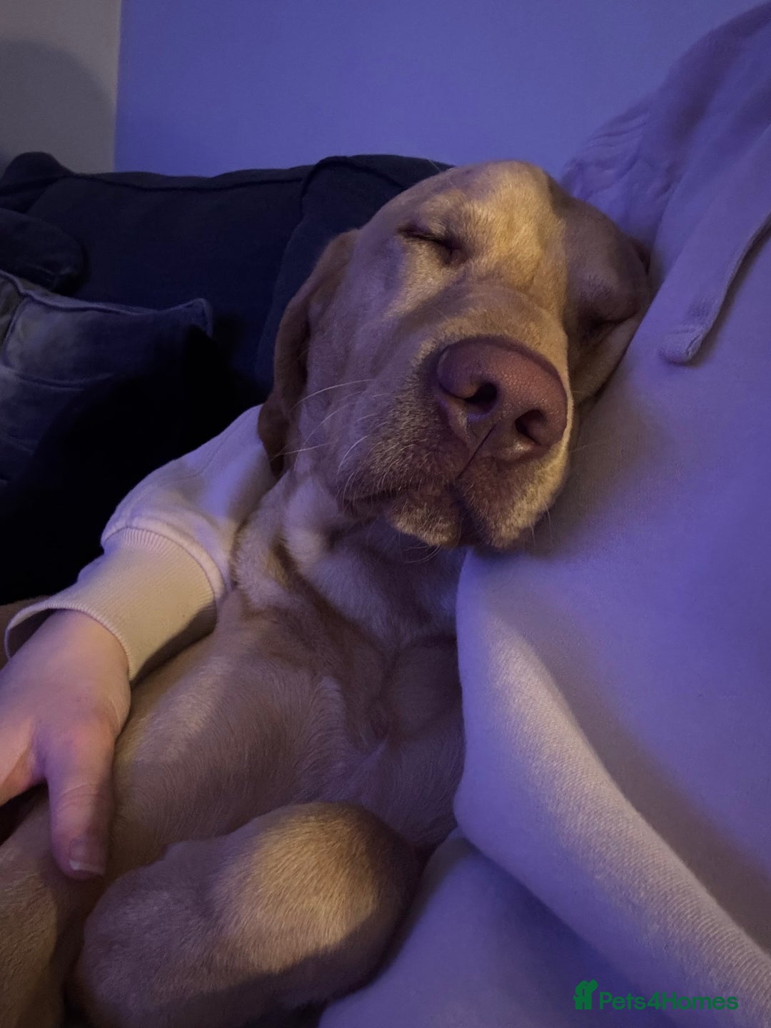 Mixed Breed dogs for sale: 18 month old vizsla/labrador - Advert 3