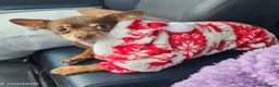 Chihuahua dogs for sale: Bobbie in Skegness - Advert 4