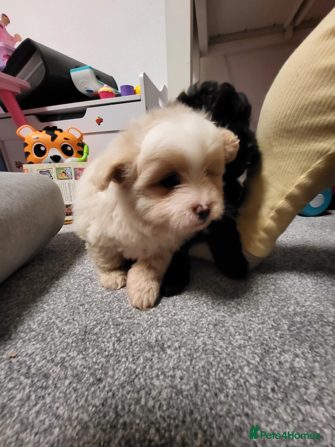 Pomapoo dogs for sale: Beautiful unique pomapoo puppies  - Advert 3