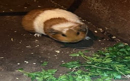 Guinea Pig rodents for sale: 2 female guinea pigs  - Image 5