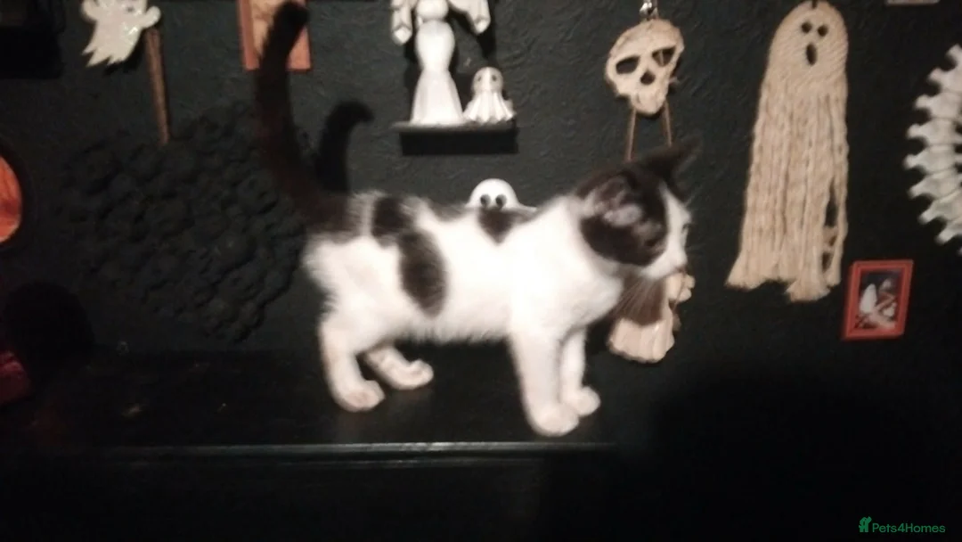 Mixed Breed cats for sale: 2 Beautiful kittens  - Advert 6