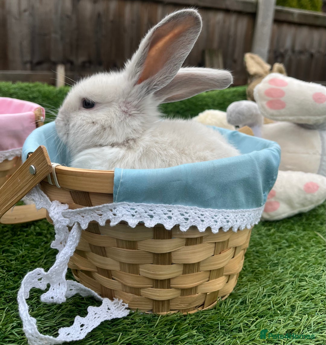 Mini Lop rabbits for sale: Autumn babies - Image 15