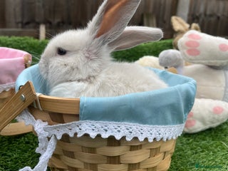 Mini Lop rabbits Autumn babies - Advert 1