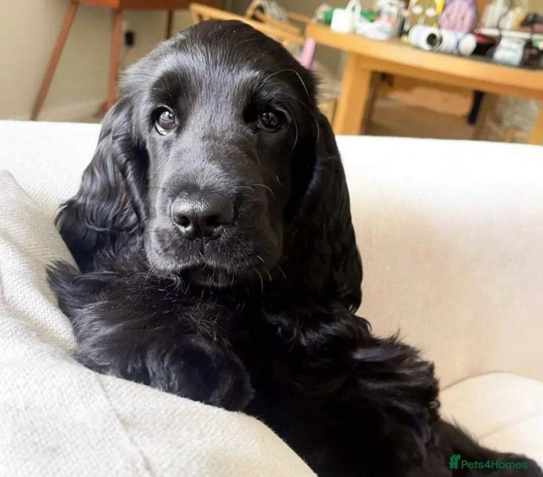 Cocker Spaniel dogs for sale: Show Type Cocker Spaniels. - Advert 4