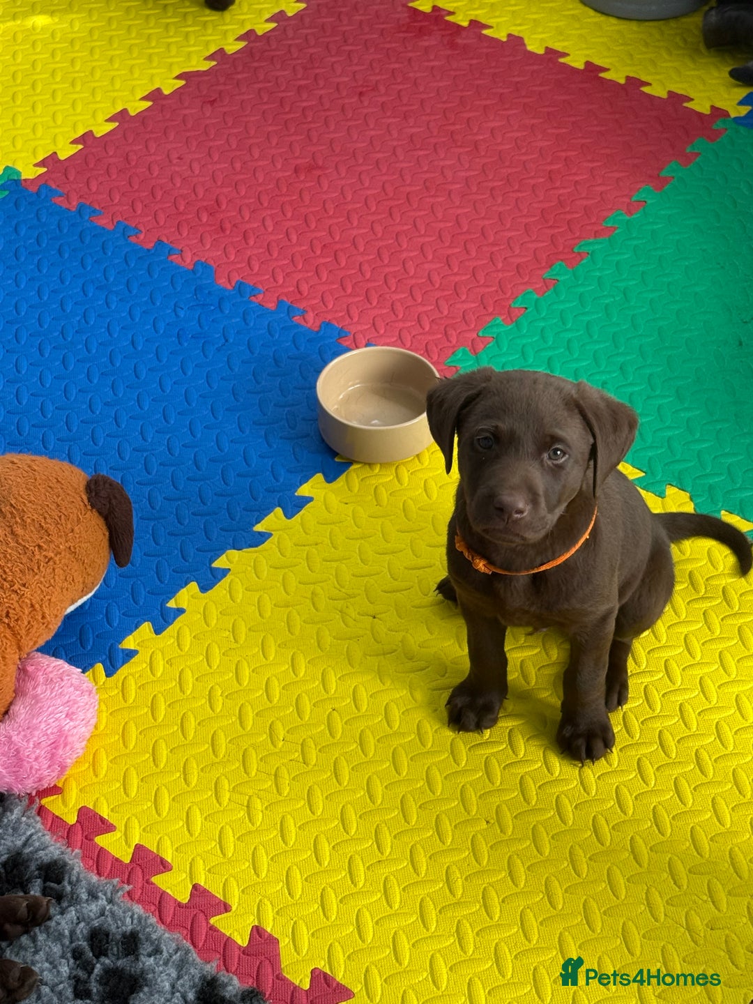 Labrador Retriever dogs for sale: Exceptional KC Chocolate Labrador Puppies - Image 27