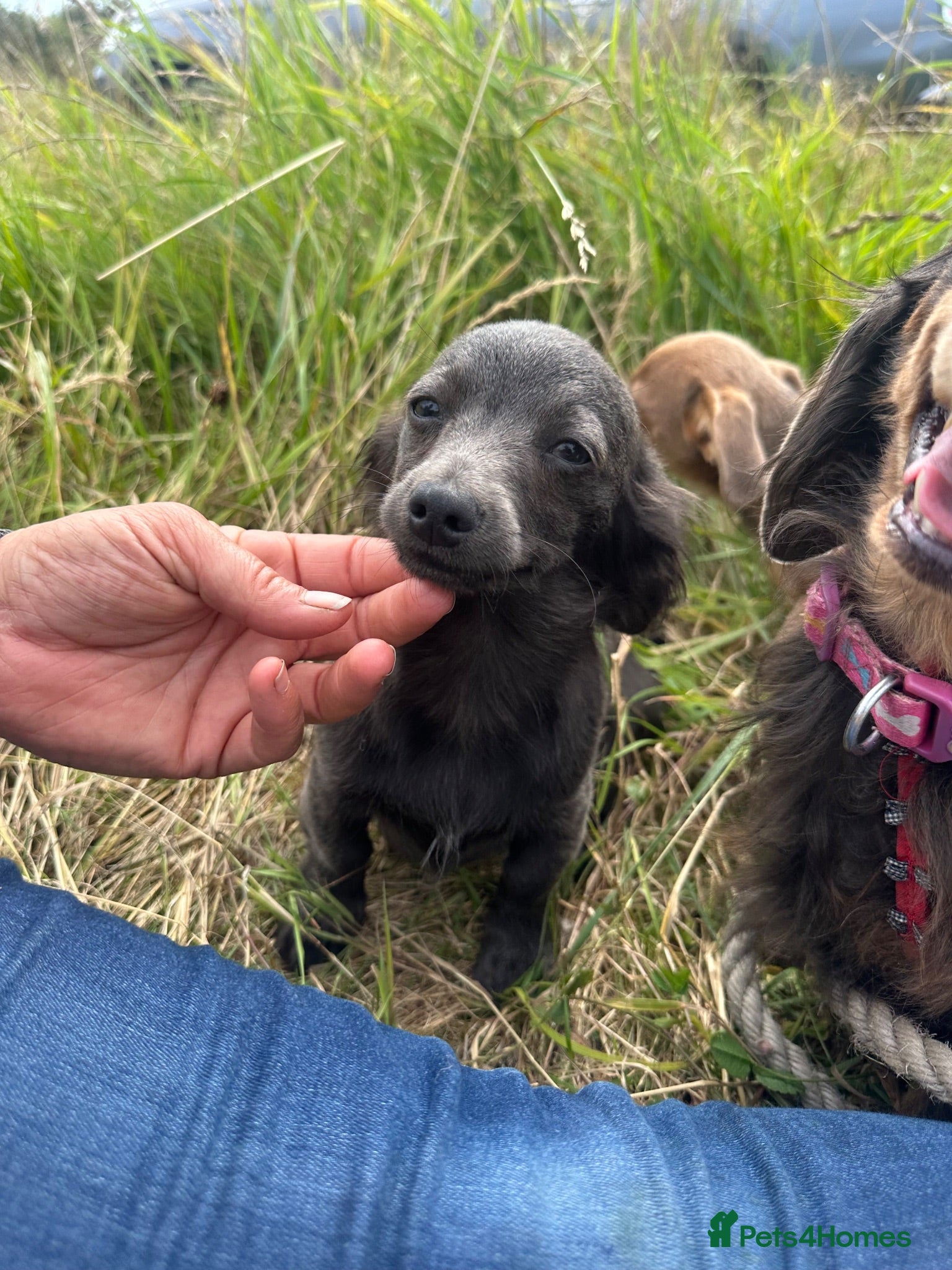 Dachshund dogs Gorgeous Dachshunds puppies  - Advert 2