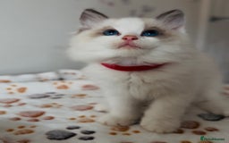 Ragdoll cats for sale: 🐾Tica full pedigree🩷 EU Ragdoll 🐱🐾DNA Clear ❤️ - Image 17