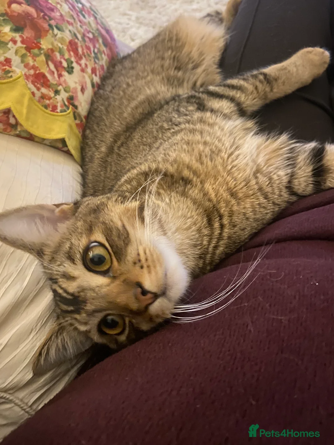 Mixed Breed cats for sale: Persian mix 9 month old kitten 💙 - Advert 7