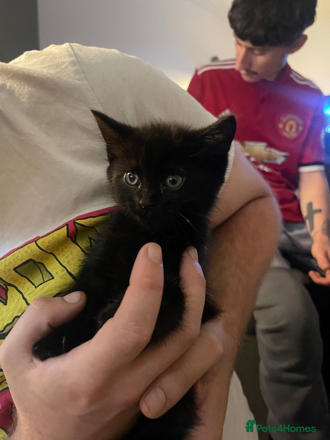 Domestic Shorthair cats for sale: Black domestic short hair - Image 3