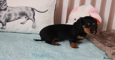 Dachshund dogs - Advert 7