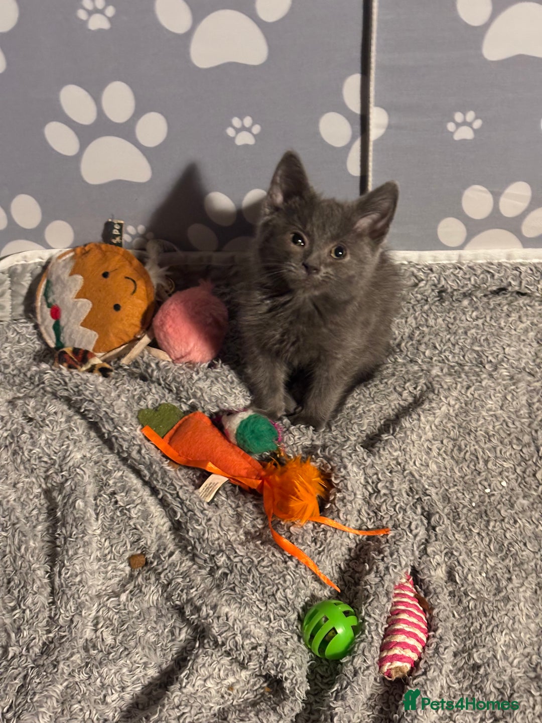 Mixed Breed cats for sale: READY NOW  - Advert 7