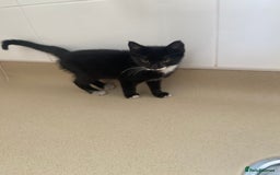 Mixed Breed cats for sale: Beautiful kittens ready now  - Image 5