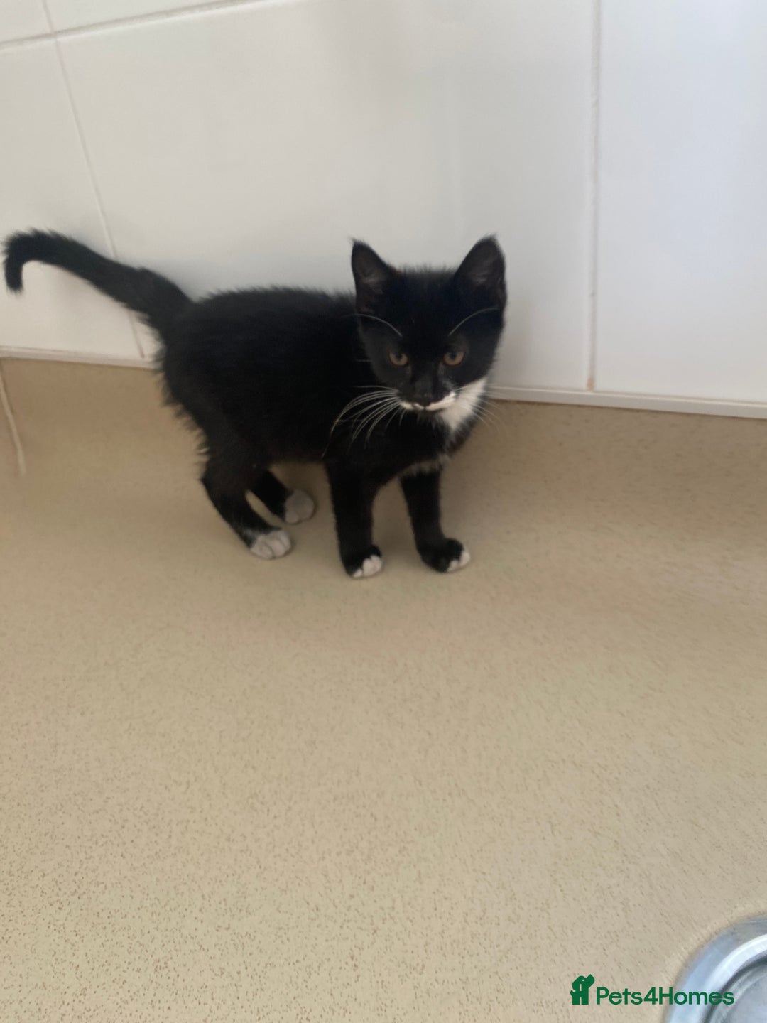 Mixed Breed cats for sale: Beautiful kittens ready now  - Image 5