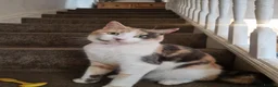 Mixed Breed cats for sale: Rehoming of Beautiful calico - Advert 2
