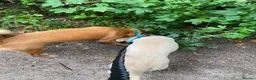 Mixed Breed dogs for adoption: ❤️🐶 TOSCA – A LITTLE RAY OF SUNSHINE in Nottingham - Advert 19