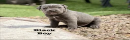 Cane Corso dogs for sale: 🐾 Outstanding Cane Corso Puppies 🐾 - Advert 37