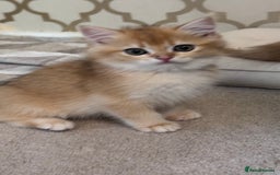 British Shorthair cats for sale: GCCF BSH BOY AND GIRL LEFT GOLDEN BLACK TIPPED  - Advert 6