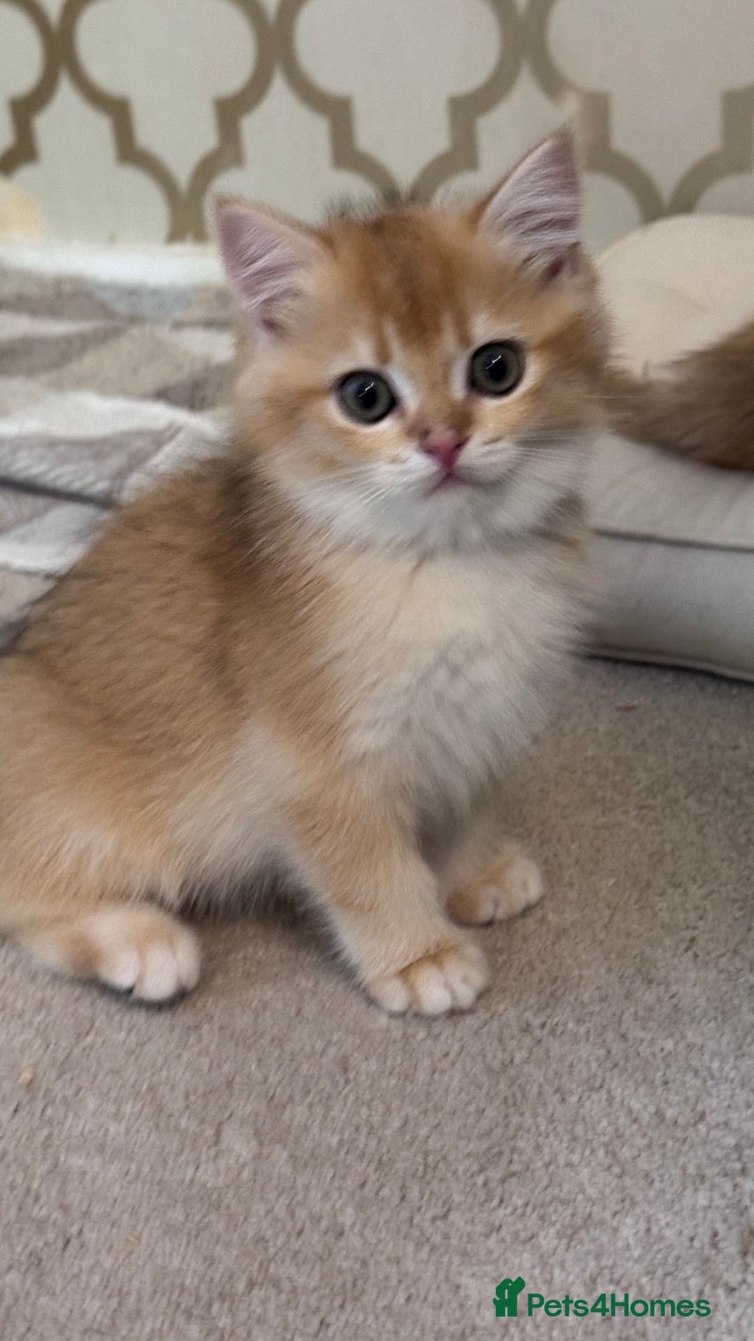 British Shorthair cats for sale: GCCF BSH BOY AND GIRL LEFT GOLDEN BLACK TIPPED  - Advert 6