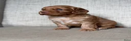 Cocker Spaniel dogs for sale: BEAUTIFUL KC COCKER SPANIEL PUPPIES  - Advert 7
