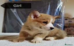 Welsh Corgi Pembroke dogs for sale:  Kc Registered Pembrokeshire Corgi puppies  - Image 1