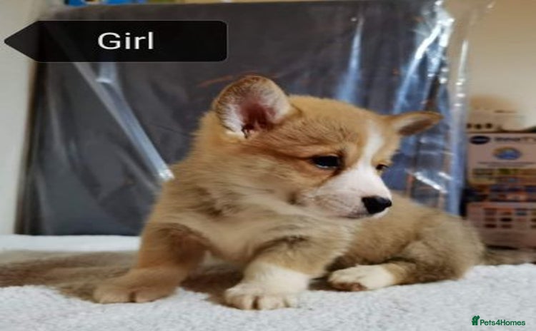Welsh Corgi Pembroke dogs - Advert 9