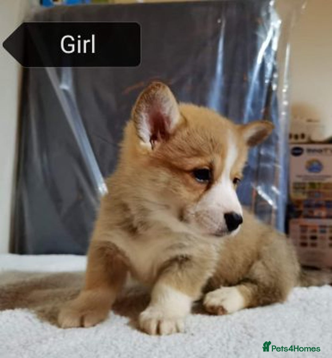 Welsh Corgi Pembroke dogs for sale:  Kc Registered Pembrokeshire Corgi puppies  - Image 1