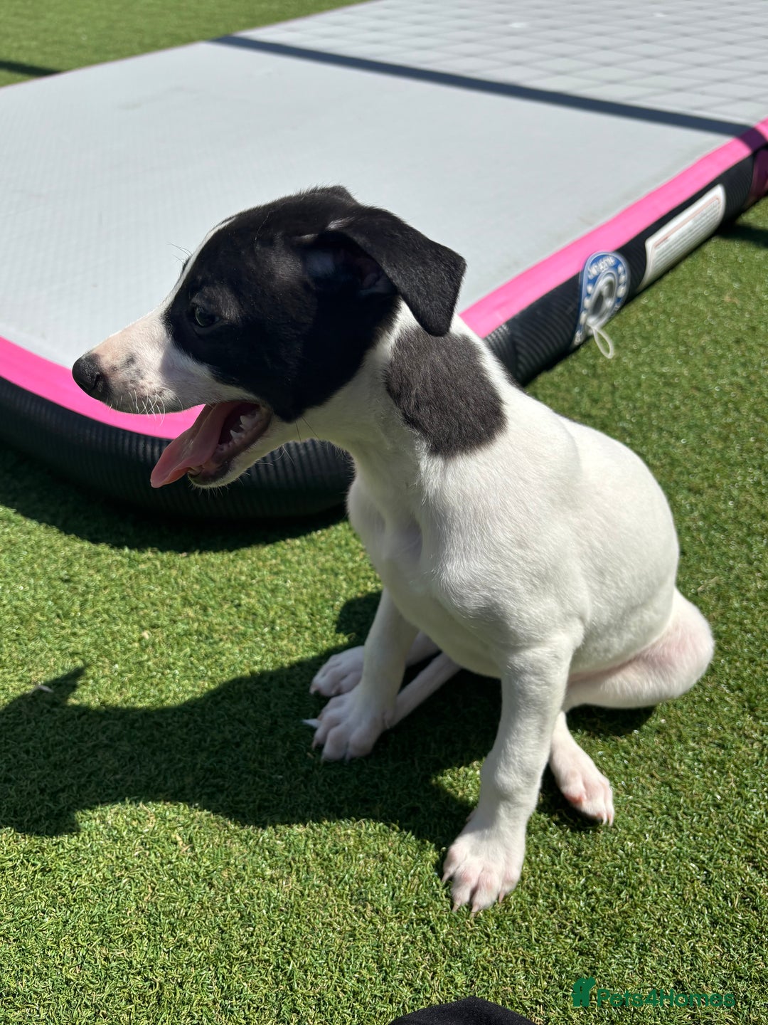 Whippet dogs for sale: One girl left ready to leave  - Image 9