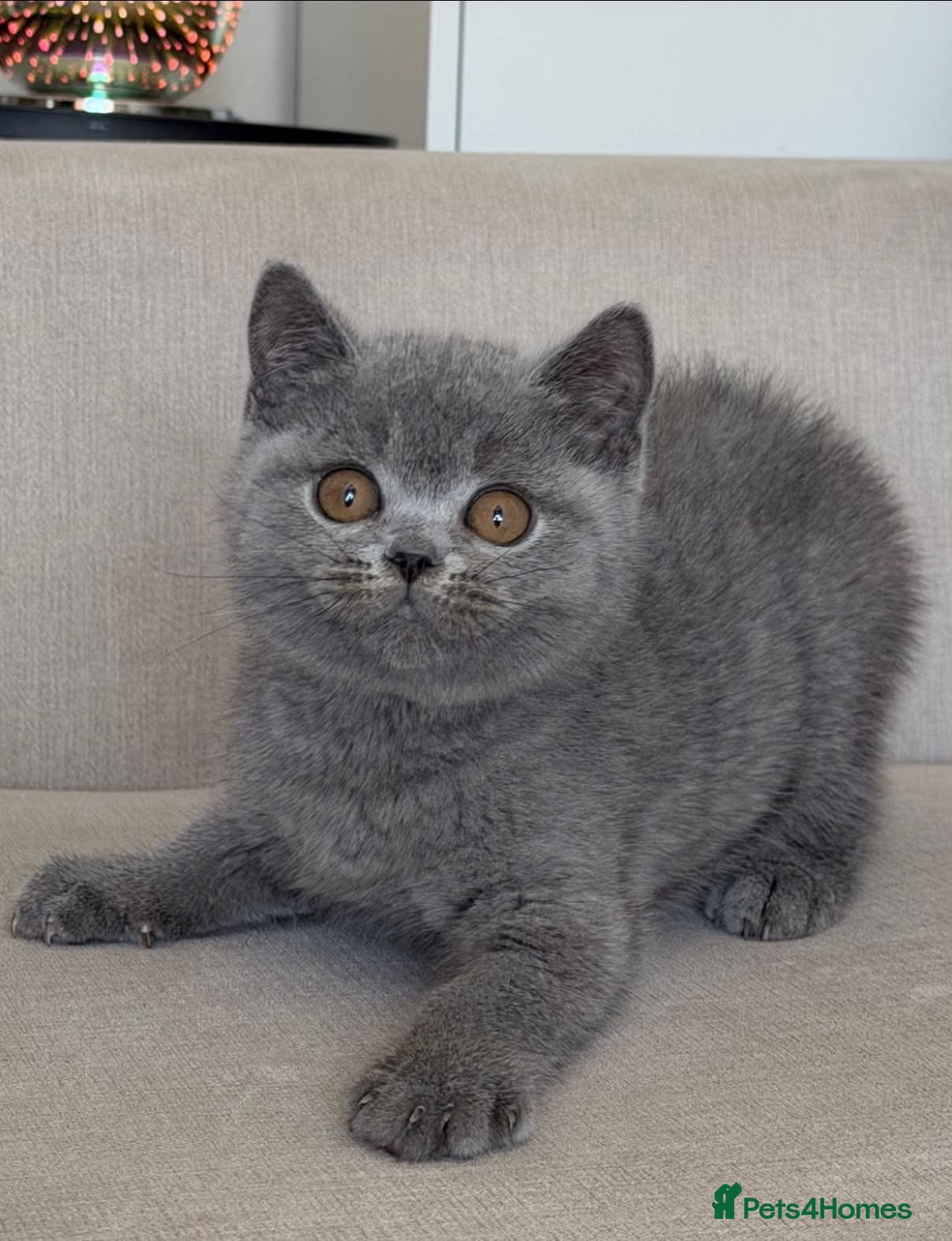 British Shorthair cats Beautiful boy - Advert 1