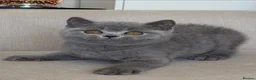 British Shorthair cats for sale: Beautiful boy - Advert 1