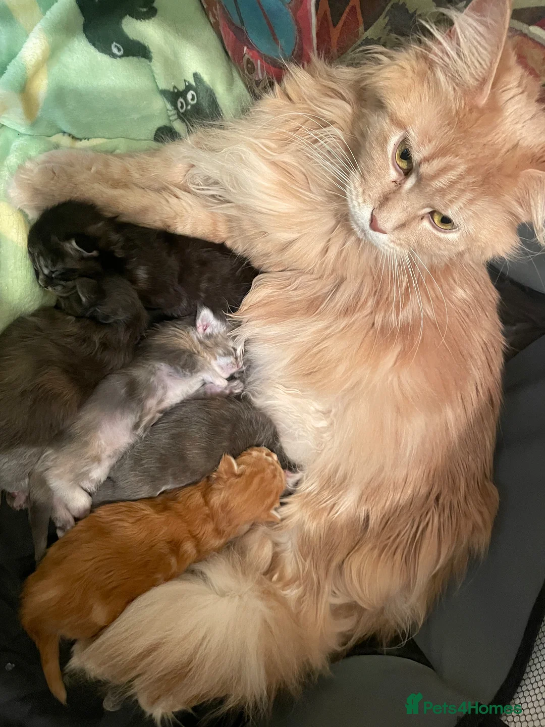 Maine Coon cats for sale: Adorable Maine Coon Kittens  - Advert 16