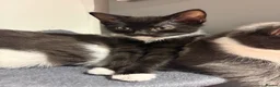 Domestic Shorthair cats for sale: Kittens for sale - Advert 6