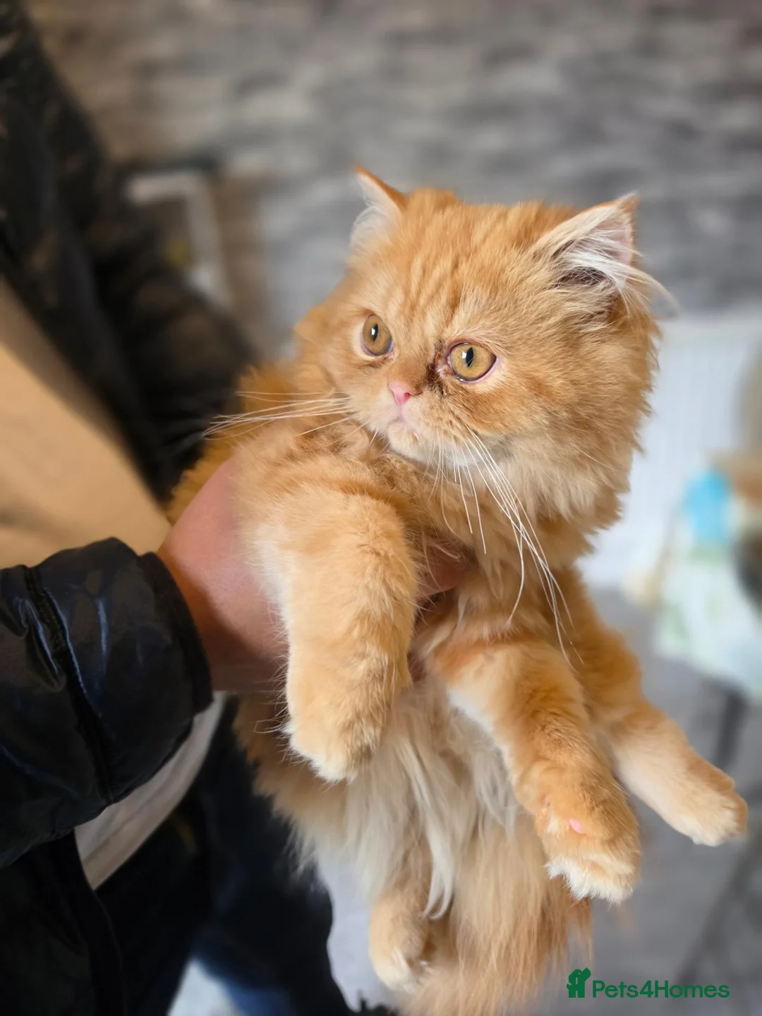 Persian cats for sale:  1 Stunning Persian boy  - Advert 1