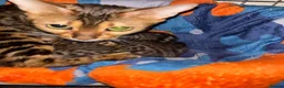 Bengal cats for sale: Stunning Bengal kittens  - Advert 2