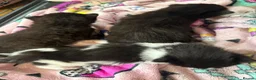 Mixed Breed cats for sale: 3 beautiful kittens for sale - Advert 2