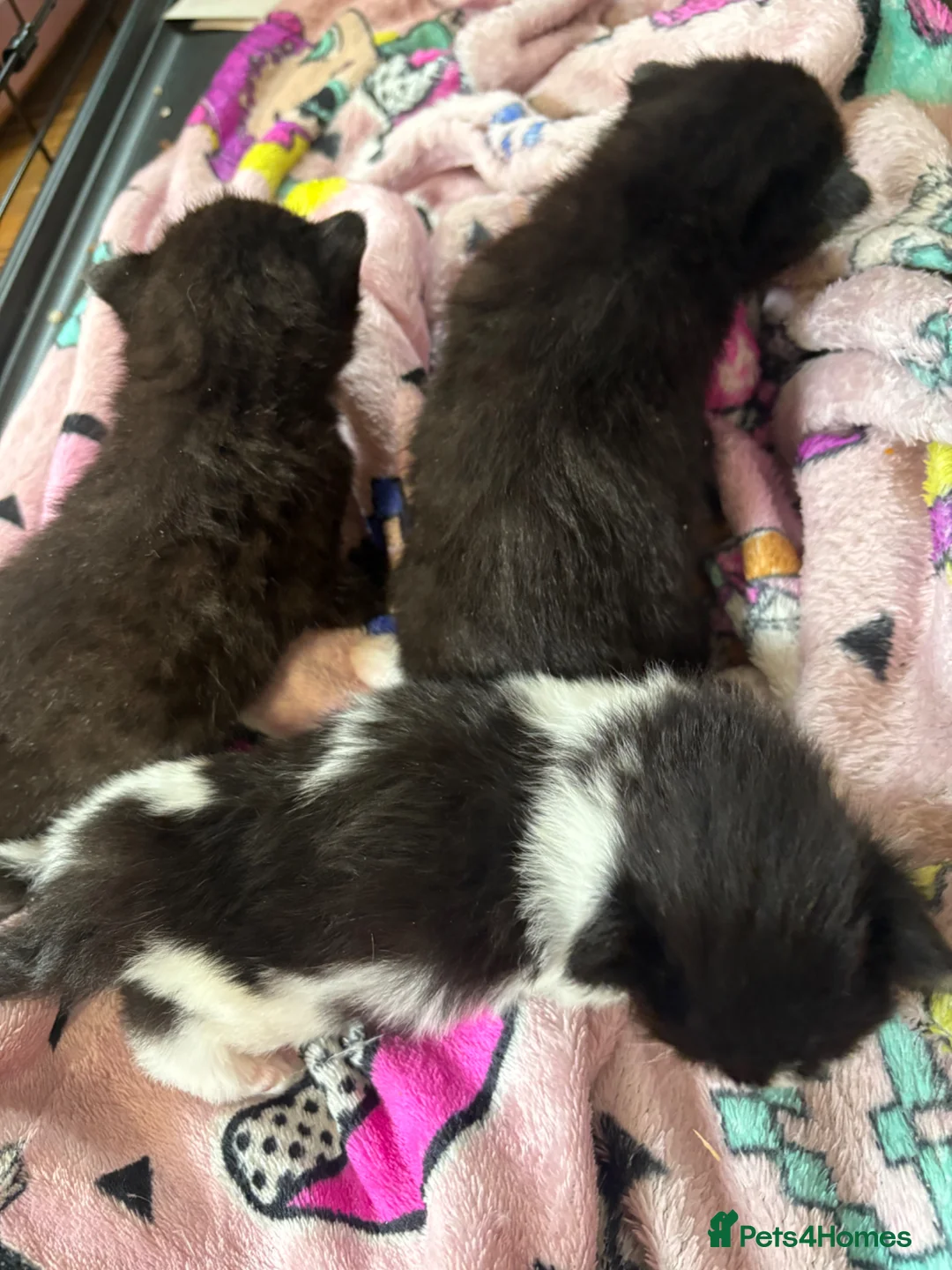 Mixed Breed cats for sale: 3 beautiful kittens for sale - Advert 2