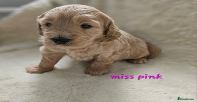 Goldendoodle dogs - Advert 13