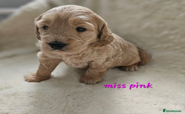 Goldendoodle dogs - Advert 3
