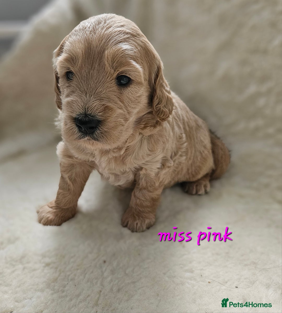 Goldendoodle dogs for sale: F1 Goldendoodle - Image 3