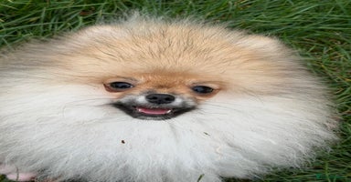 Pomeranian dogs - Advert 6