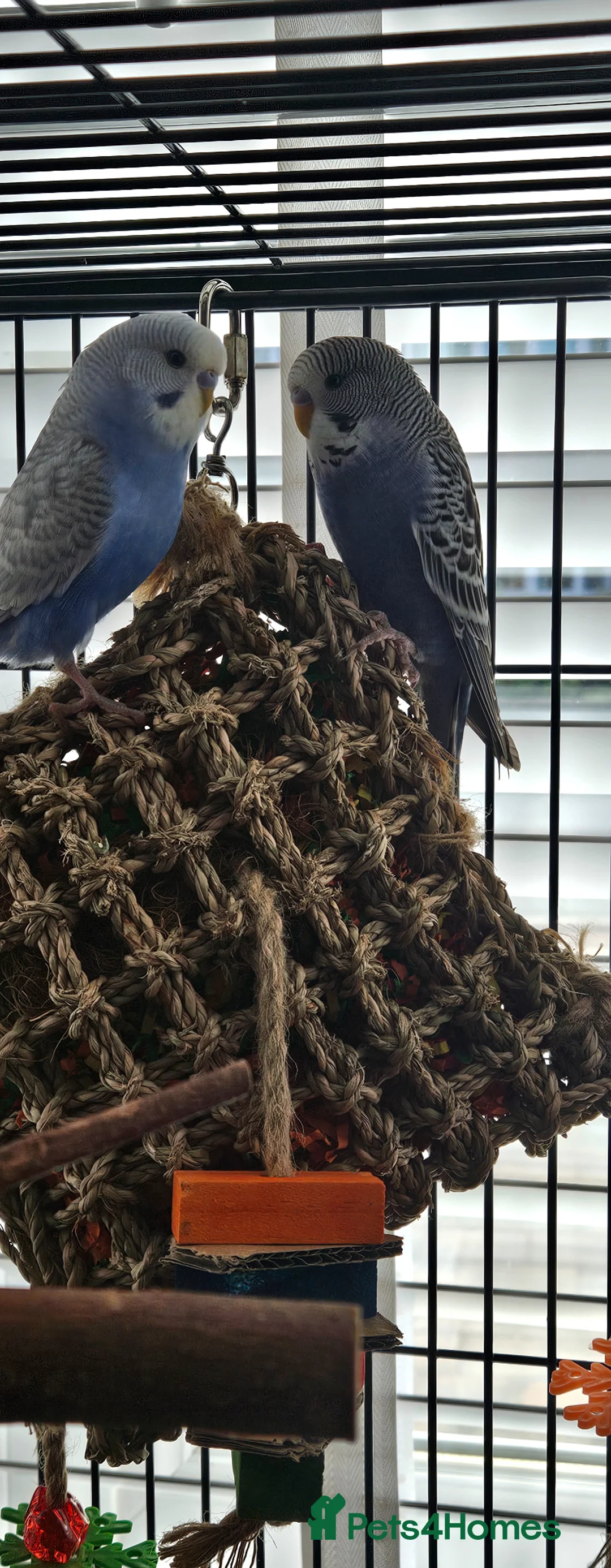 Budgerigars birds for sale: 2 x budgies around 12 to 15 weeks old - Advert 3