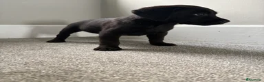 Labrador Retriever 1