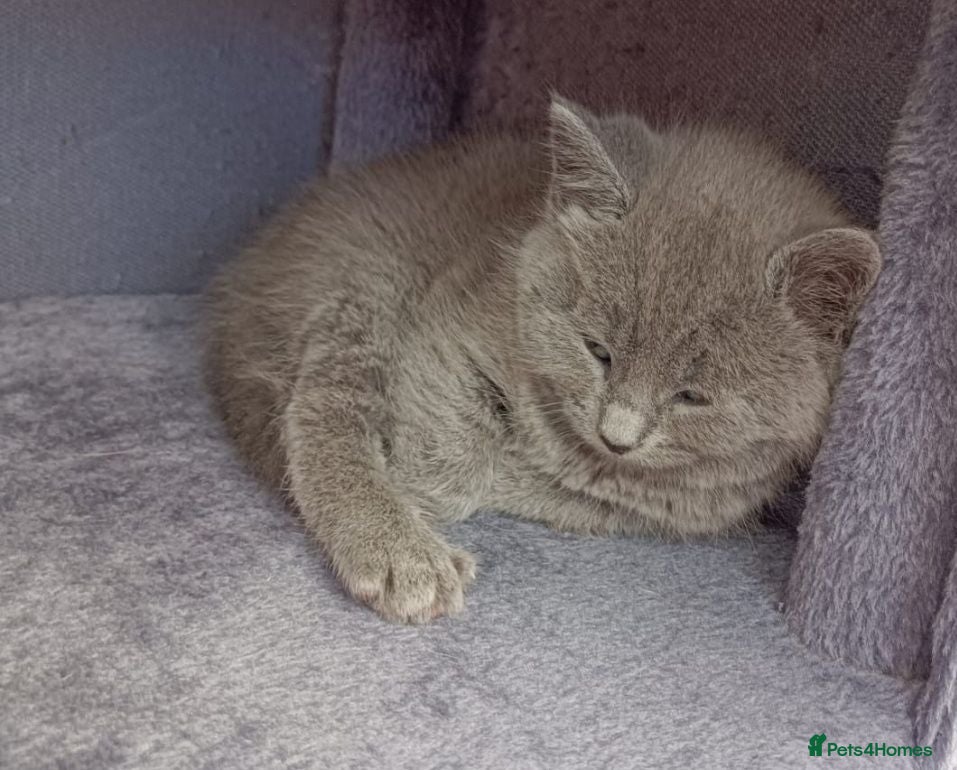 Russian Blue cats Russian Blue kittens 8 weeks old 2 boys 2 girls - Advert 8