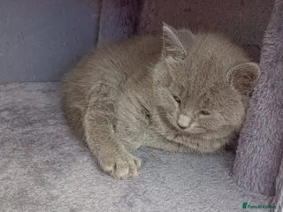 Russian Blue cats Russian Blue kittens 8 weeks old 2 boys 2 girls - Advert 8