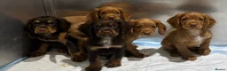 Cocker Spaniel dogs for sale: Kc registered working cocker spaniels  - Advert 7