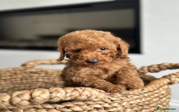 Miniature Poodle dogs for sale: 🐾 Beautiful KC 🦊 Red Miniature Poodle Puppies 🐾 - Image 24