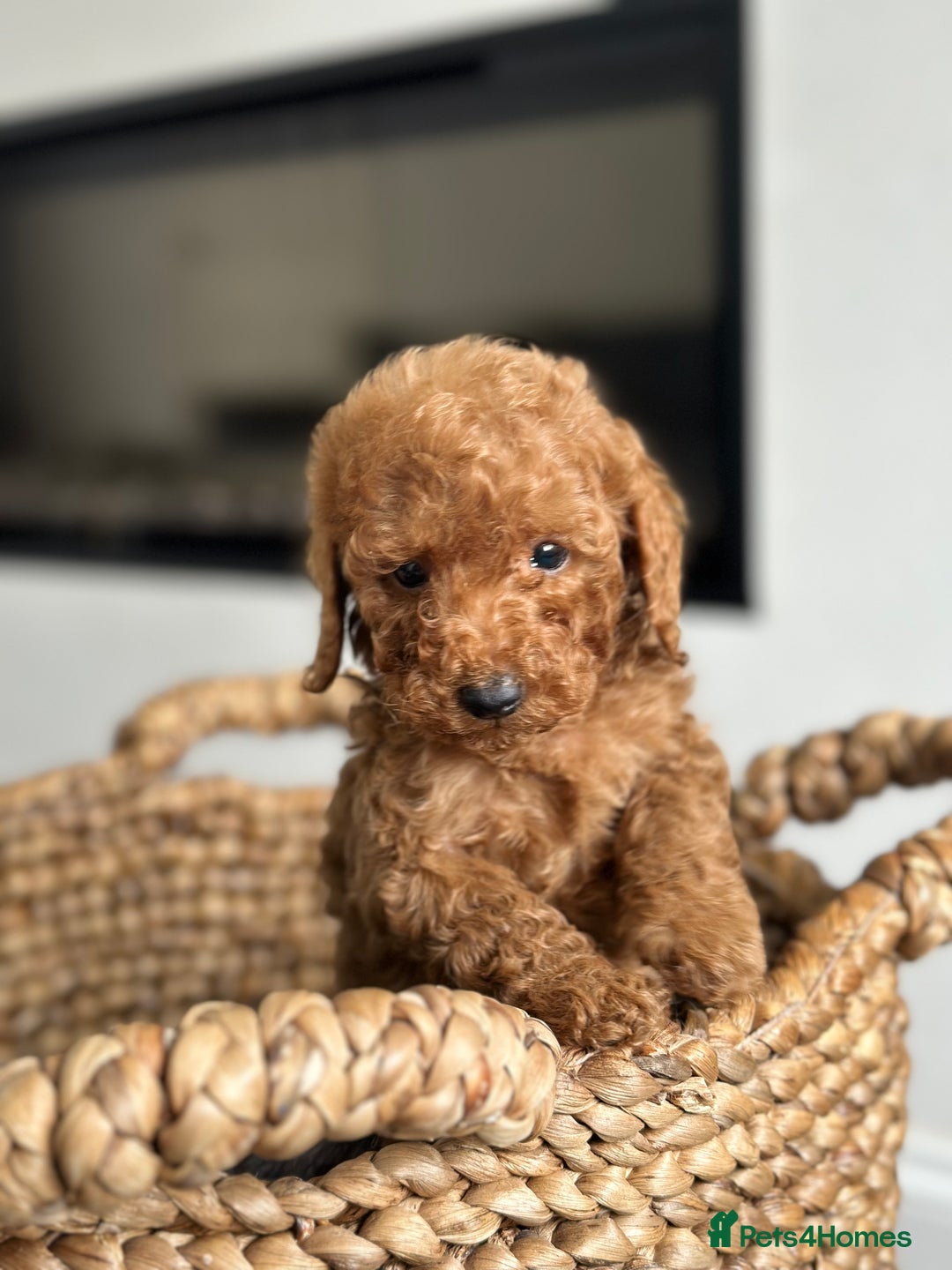 Miniature Poodle dogs for sale: 🐾 Beautiful KC 🦊 Red Miniature Poodle Puppies 🐾 - Image 24